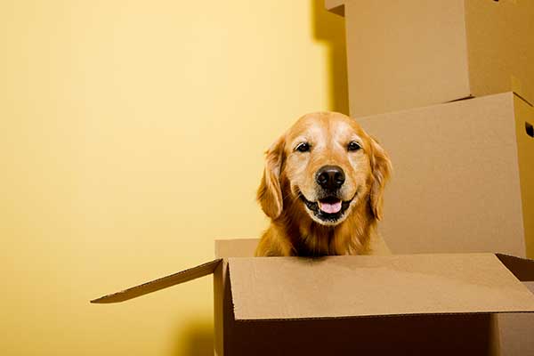 Pet Relocation Services image